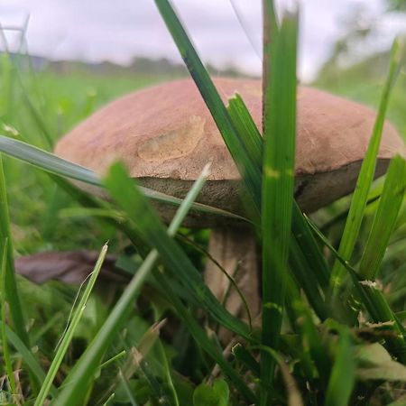 Ostoja Czersk Zamek Gora Kalwaria Appartement Buitenkant foto